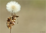 Magerrasen_Perlmutterfalter-Boloria_dia-21_Juli_2020.jpg
