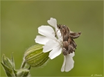 Malven-Dickkopffalter-Carcharodus_alceae-23_08_2014.jpg