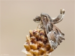 Malven-Dickkopffalter-Carcharodus_alceae.jpg