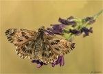Malven_Dickkopffalter-Carcharodus_alceae-28_06_2019.jpg