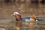Mandarinente-mandarin_duck-Maerz_2015.jpg