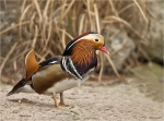 Mandarinente-mandarin_duck-maennlich-10_01_2018.jpg