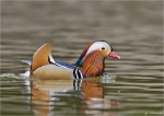 Mandarinente-mandarin_duck-maennlich.jpg