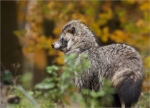 Marderhund-Nyctereutes_procyonoides.jpg
