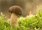 Maronen-Roehrling-Imleria_badia.jpg