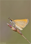 Mattscheckiger-Braun-Dickkopffalter-Thymelicus_acteon.jpg