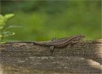 Mauereidechse-Podarcis_muralis-30_07_2016.jpg