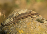Mauereidechse-Podarcis_muralis_27_03_2022.jpg