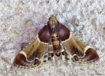 Mehlzuensler-Pyralis_farinalis-an_der_Hauswand.jpg