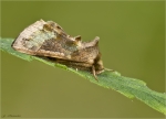 Messingeule-Diachrysia_chrysitis.jpg