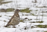 Misteldrossel-mistle_thrush.jpg