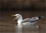 Mittelmeermoewe-yellow_legged_gull-10_01_2018.jpg