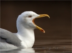 Mittelmeermoewe-yellow_legged_gull-Portrait-Januar_2018.jpg
