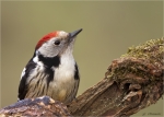 Mittelspecht-06_03_2016-middle_spotted_woodpecker.jpg