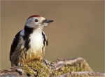 Mittelspecht-27_02_2016-middle_spotted_woodpecker.jpg