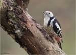Mittelspecht-Dendrocopos_medius-30_10_2015.jpg