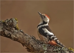 Mittelspecht-middle_spotted_woodpecker-02_02_2017.jpg