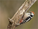Mittelspecht-middle_spotted_woodpecker-03_01_2017.jpg