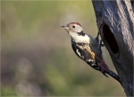 Mittelspecht-middle_spotted_woodpecker-03_10_2015.jpg