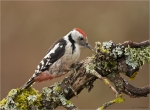 Mittelspecht-middle_spotted_woodpecker-05_02_2017.jpg