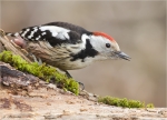 Mittelspecht-middle_spotted_woodpecker-05_03_2016.jpg