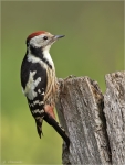 Mittelspecht-middle_spotted_woodpecker-09_10_2015.jpg