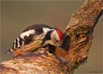 Mittelspecht-middle_spotted_woodpecker-10_03_2016.jpg