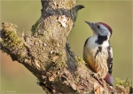Mittelspecht-middle_spotted_woodpecker-11_10_2015.jpg