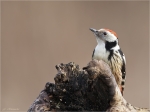 Mittelspecht-middle_spotted_woodpecker-15_01_2017.jpg