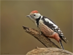 Mittelspecht-middle_spotted_woodpecker-15_11_2017.jpg