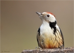 Mittelspecht-middle_spotted_woodpecker-16_01_2017.jpg