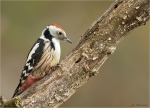 Mittelspecht-middle_spotted_woodpecker-19_11_2016.jpg