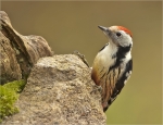 Mittelspecht-middle_spotted_woodpecker-20_November_2016.jpg