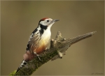 Mittelspecht-middle_spotted_woodpecker-23_10_2017.jpg