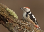 Mittelspecht-middle_spotted_woodpecker-26_01_2017.jpg