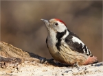Mittelspecht-middle_spotted_woodpecker-27_02_2016.jpg