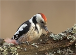 Mittelspecht-middle_spotted_woodpecker-28_12_2016.jpg