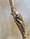 Mittelspecht-middle_spotted_woodpecker-Nov__2015.jpg
