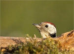 Mittelspecht-middle_spotted_woodpecker-Oktober_2015.jpg