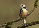 Mittelspecht-middle_spotted_woodpecker-Oktober_2017.jpg