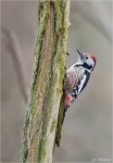 Mittelspecht-middle_spotted_woodpecker.jpg