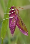 Mittlerer_Weinschwaermer-Deilephila_elpenor.jpg