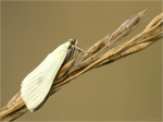 Moehrenzuensler-Sitochroa_palealis.jpg