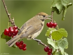 Moenchsgrasmuecke-Weibchen-in_den_Johannisbeeren.jpg