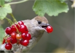 Moenchsgrasmuecke-Weibchen.jpg
