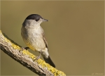 Moenchsgrasmuecke-eurasian_blackcap-Maennchen-02_10_2015.jpg