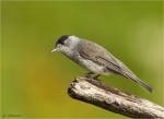Moenchsgrasmuecke-eurasian_blackcap-Maennchen-17_07_2016.jpg