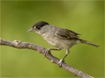 Moenchsgrasmuecke-eurasian_blackcap-Maennchen-22_06_2017.jpg
