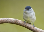 Moenchsgrasmuecke-eurasian_blackcap-Maennchen-Oktober_2015.jpg