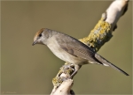 Moenchsgrasmuecke-eurasian_blackcap-Weibchen-01_10_2015.jpg